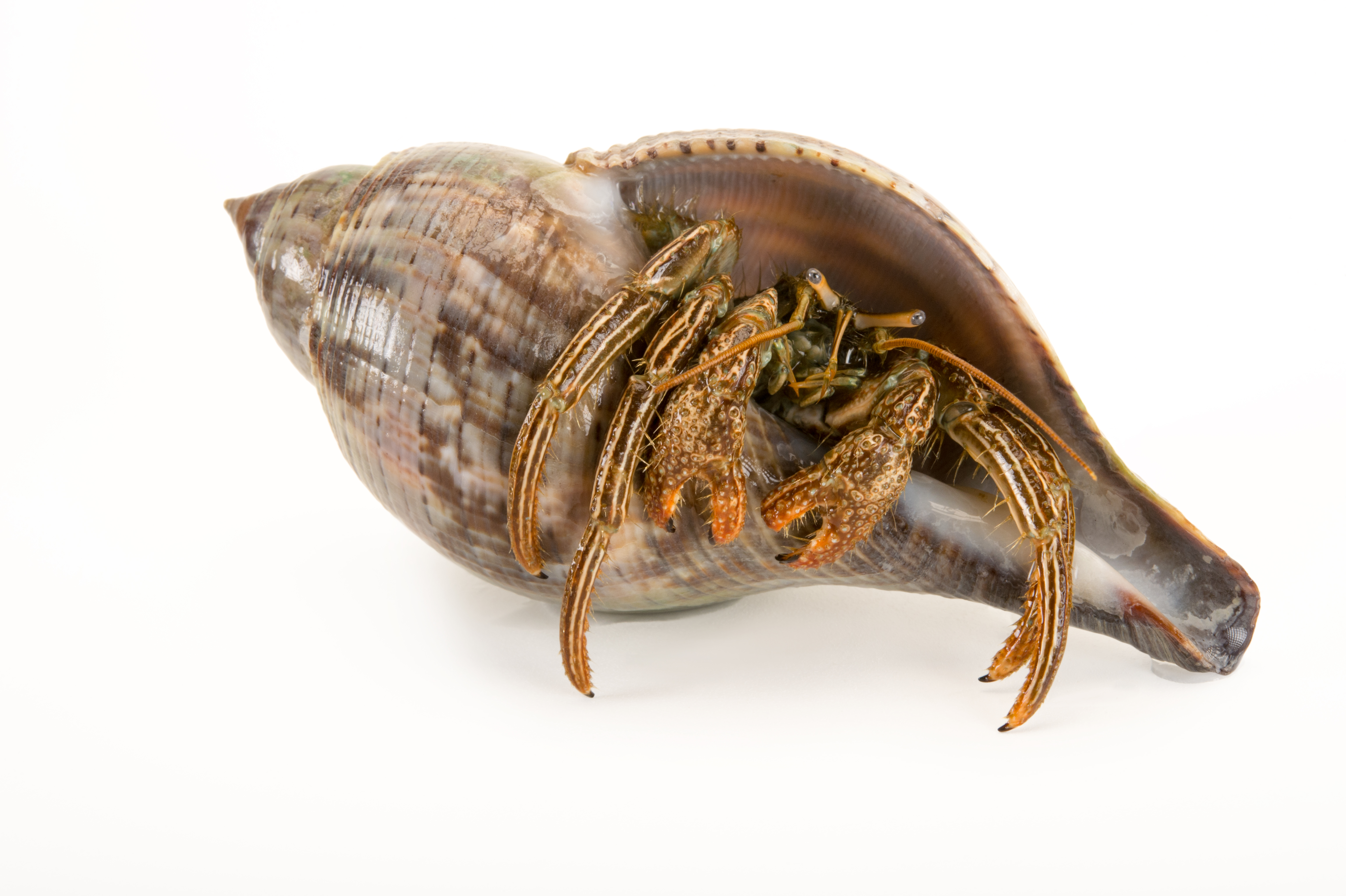 striped-hermit-crab-ar-1400-gulf-specimen-marine-lab