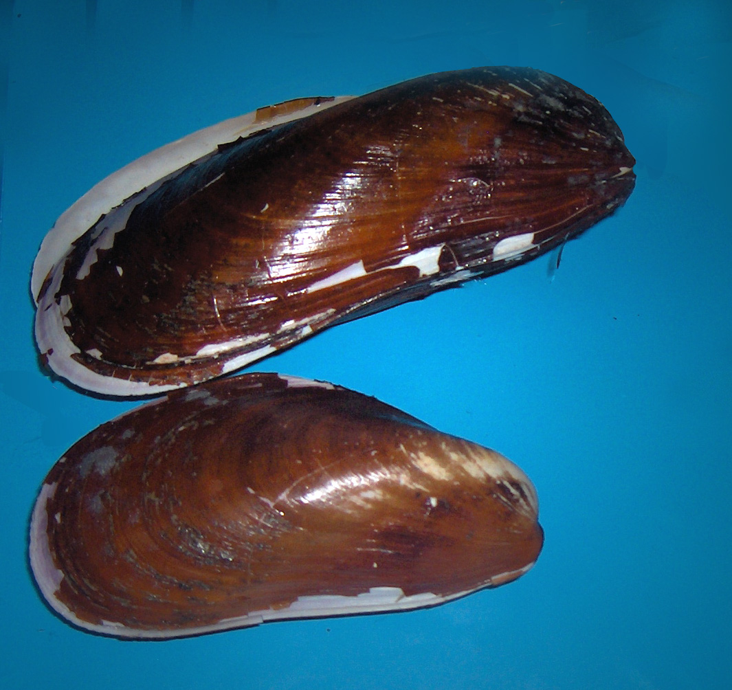 mussel-gulf-specimen-marine-lab