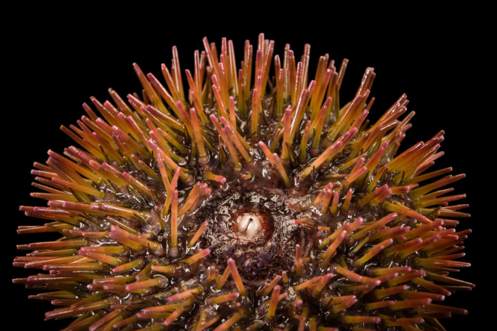 sea-urchins-and-sand-dollars-gulf-specimen-marine-lab