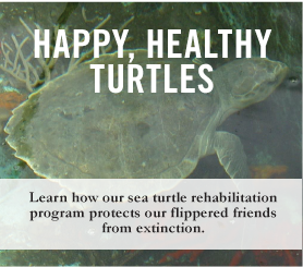 Happy, Healthy Turtles