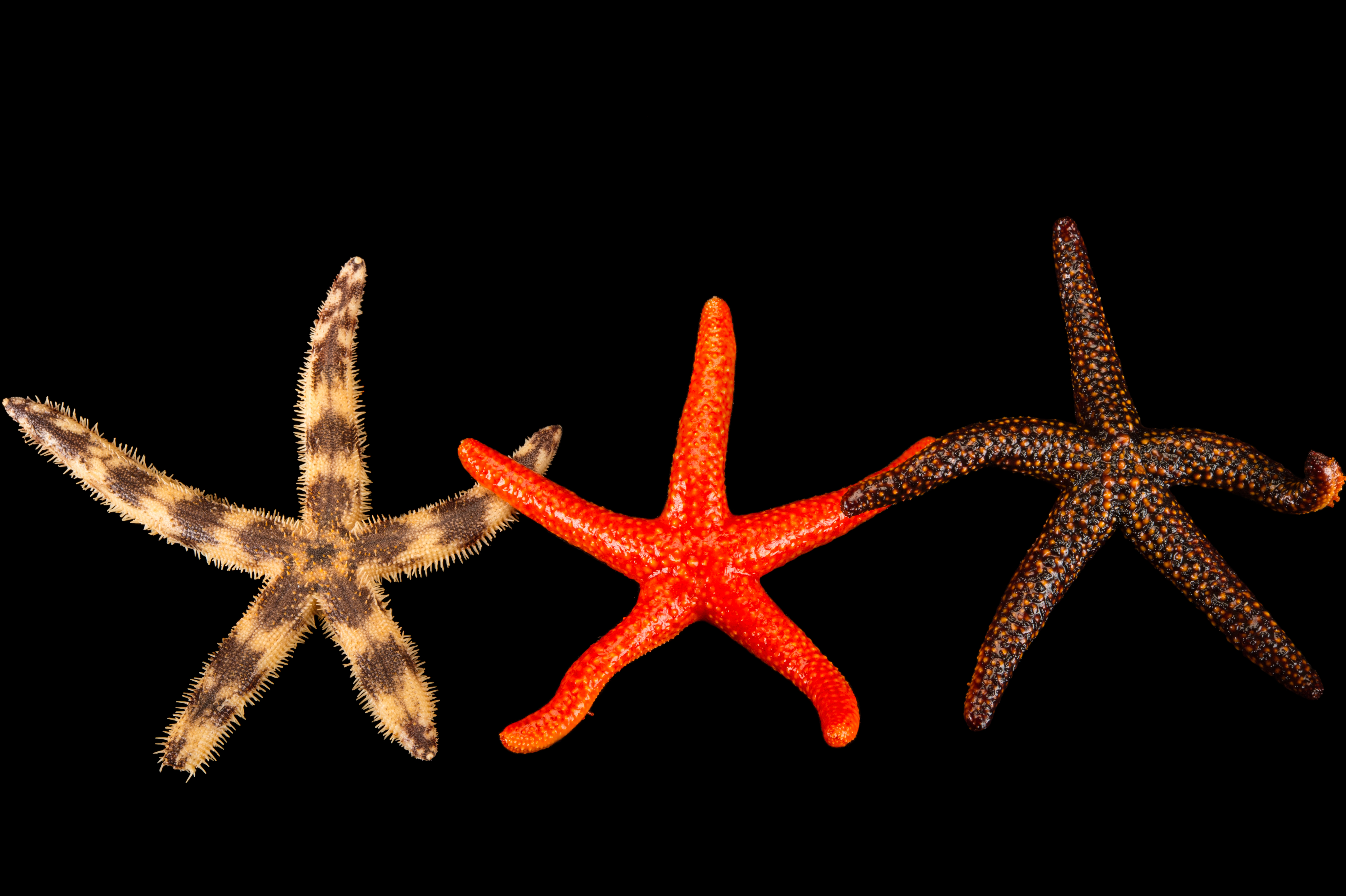  Echinodermata  Gulf Specimen Marine Lab