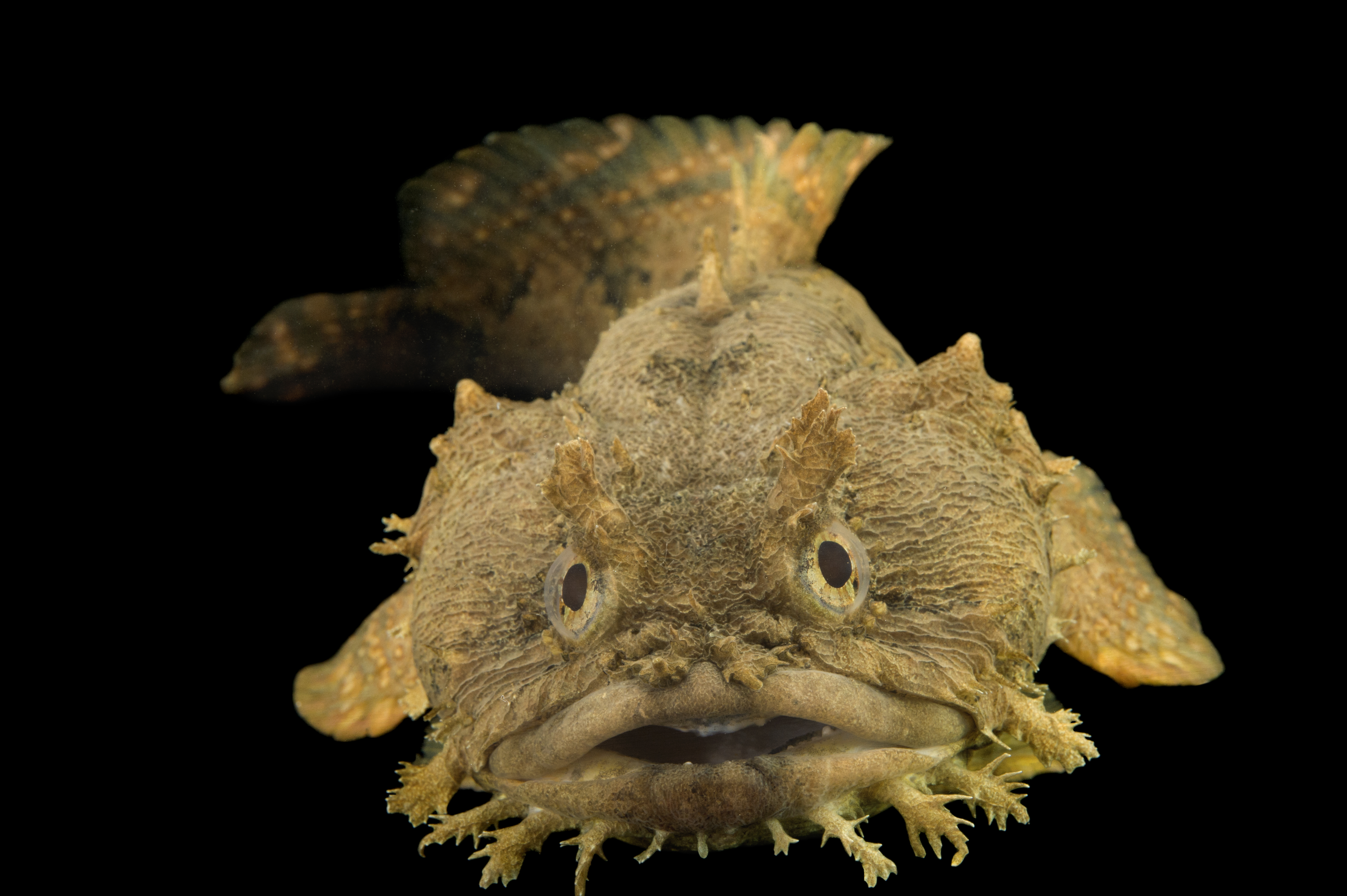 leopard toadfish