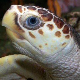 Sea Turtle Program - Gulf Specimen Marine Lab