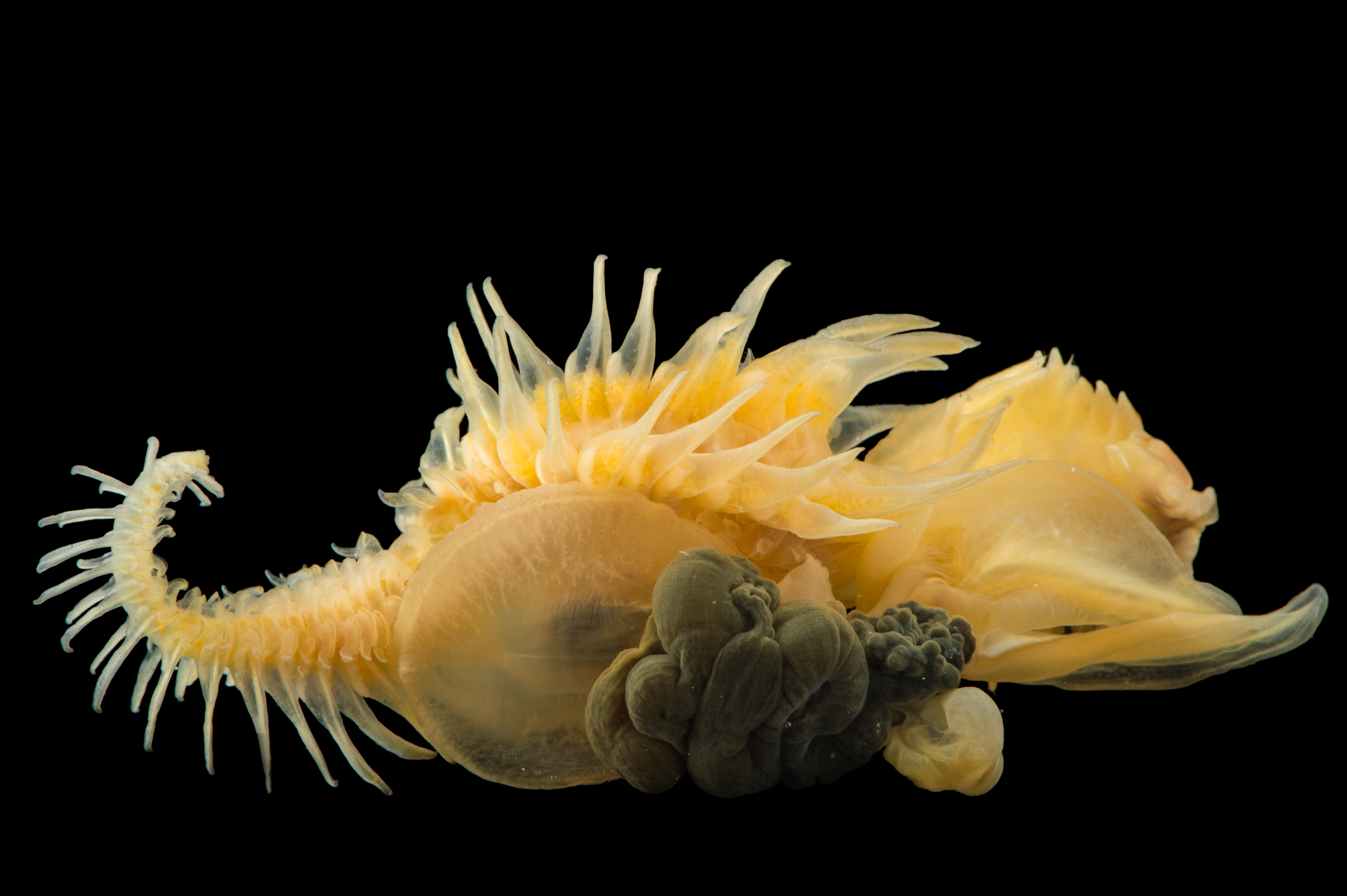 Annelida - Gulf Specimen Marine Lab