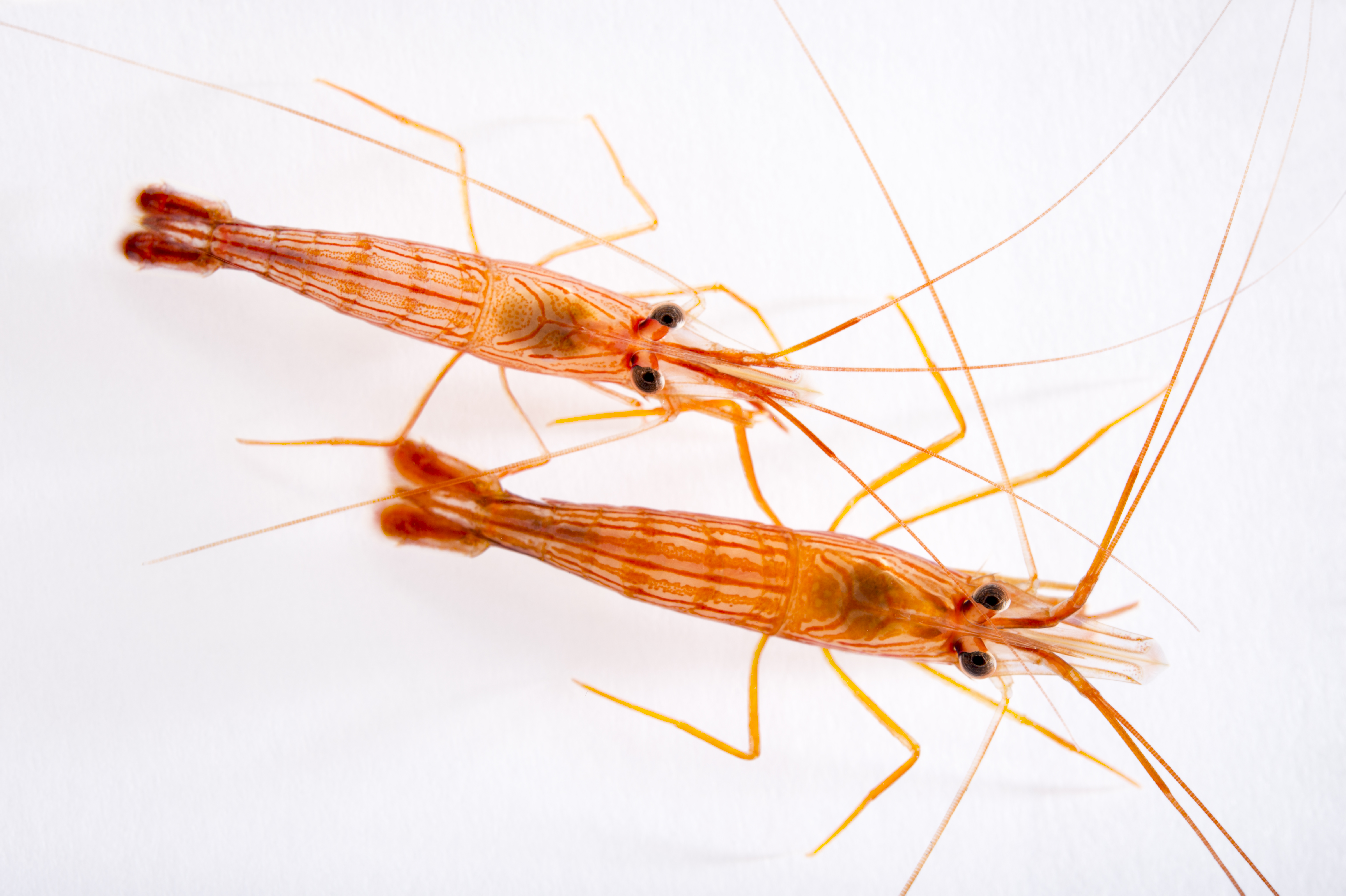 types of peppermint shrimp
