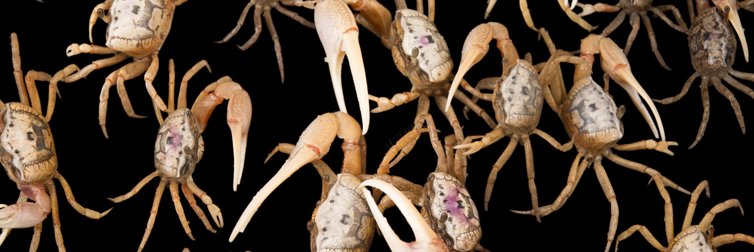 baby fiddler crabs