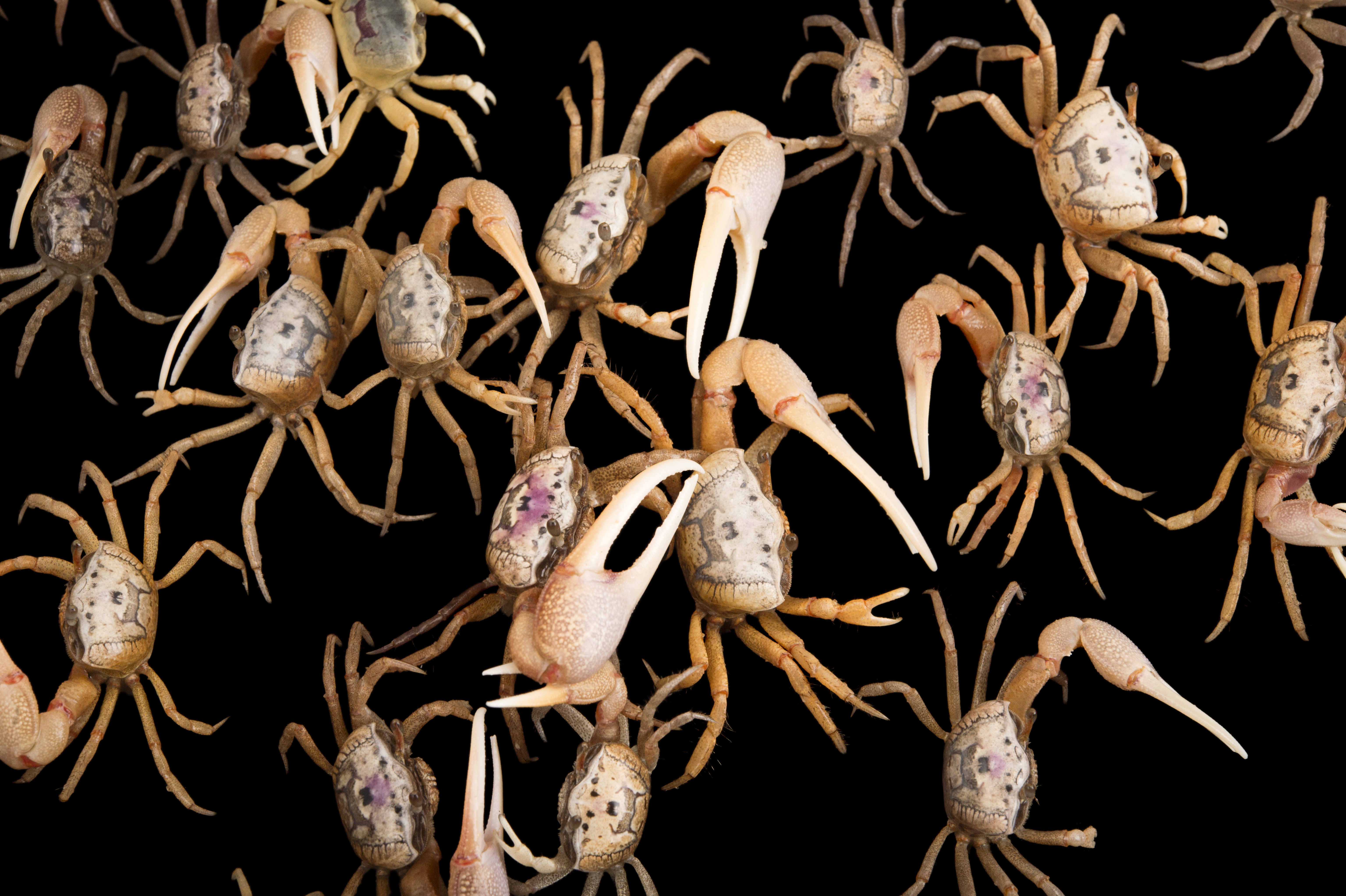 True Crabs - Gulf Specimen Marine Lab