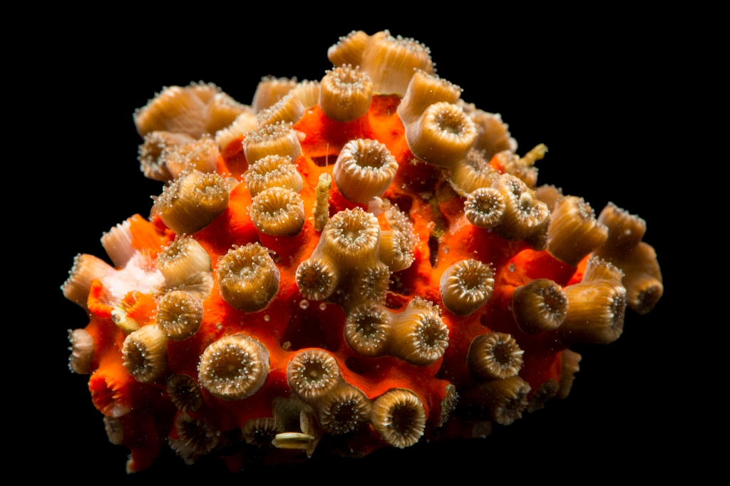 Encrusting Hard Corals - Gulf Specimen Marine Lab