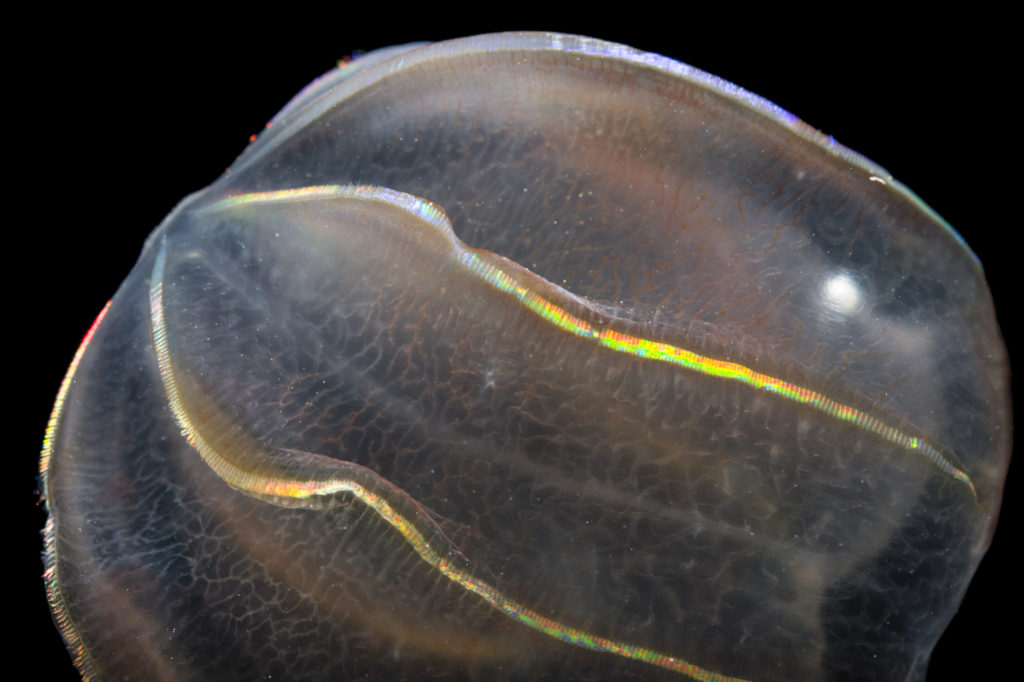 A thimble jellyfish (Beroe ovata) at Gulf Specimen Marine Lab. - Gulf