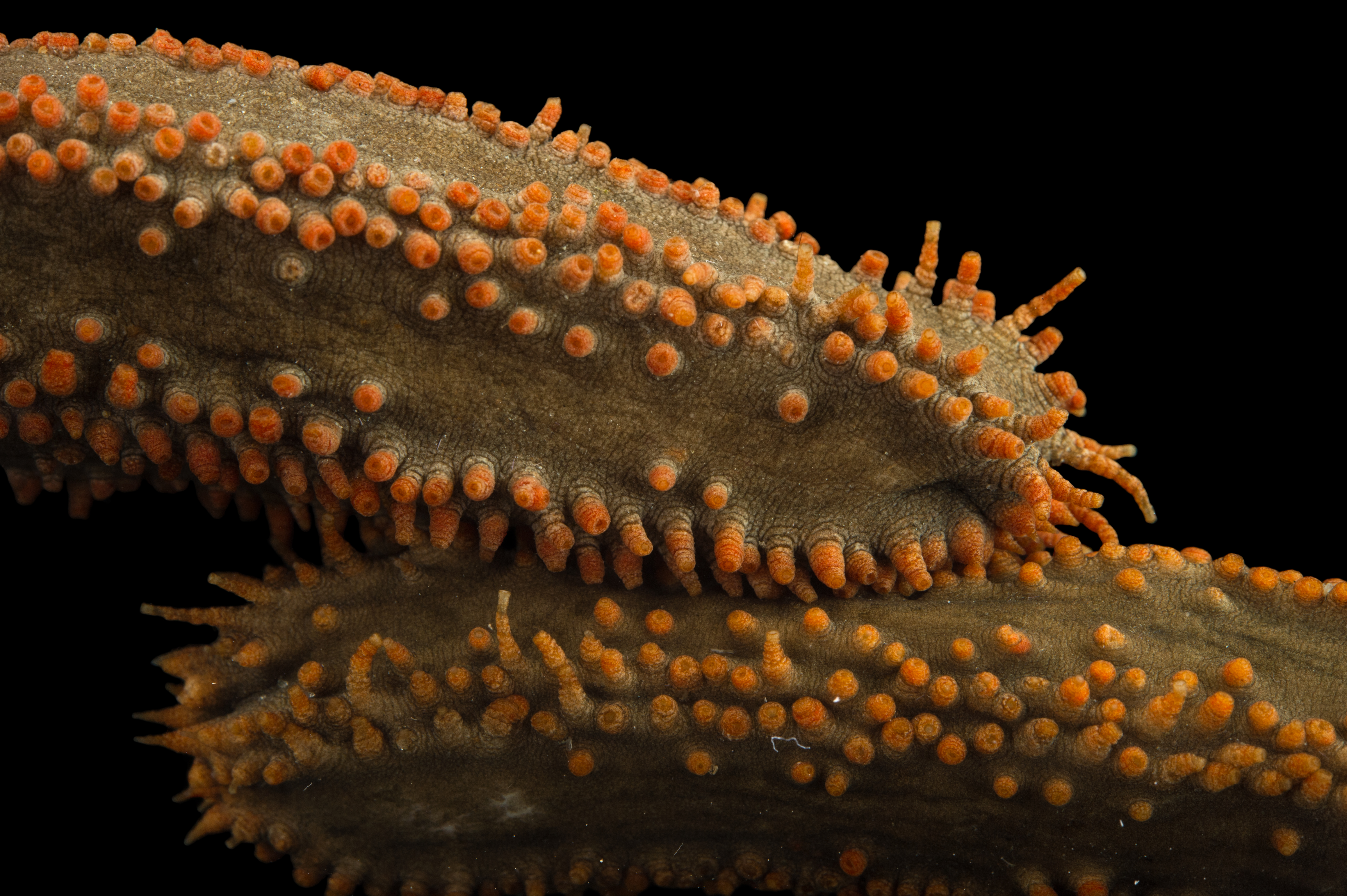 orange sea cucumber