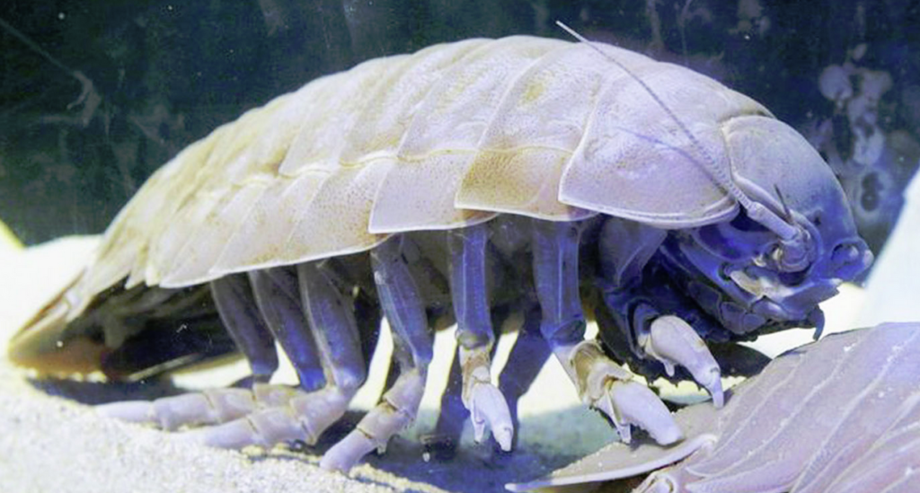 giant isopod pillow