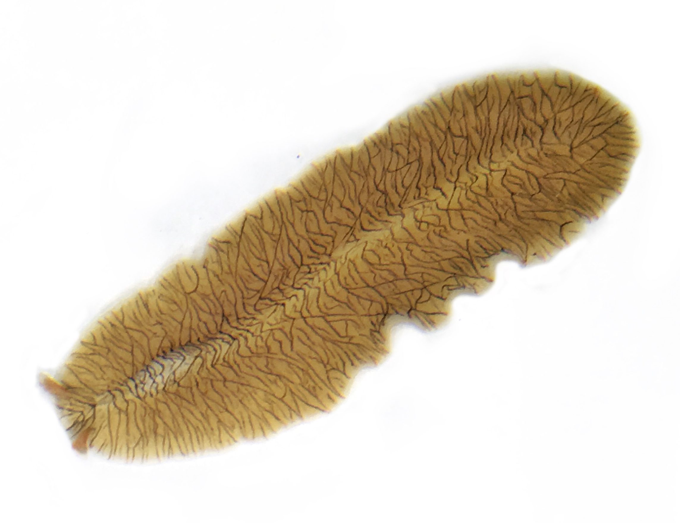 phylum platyhelminthes