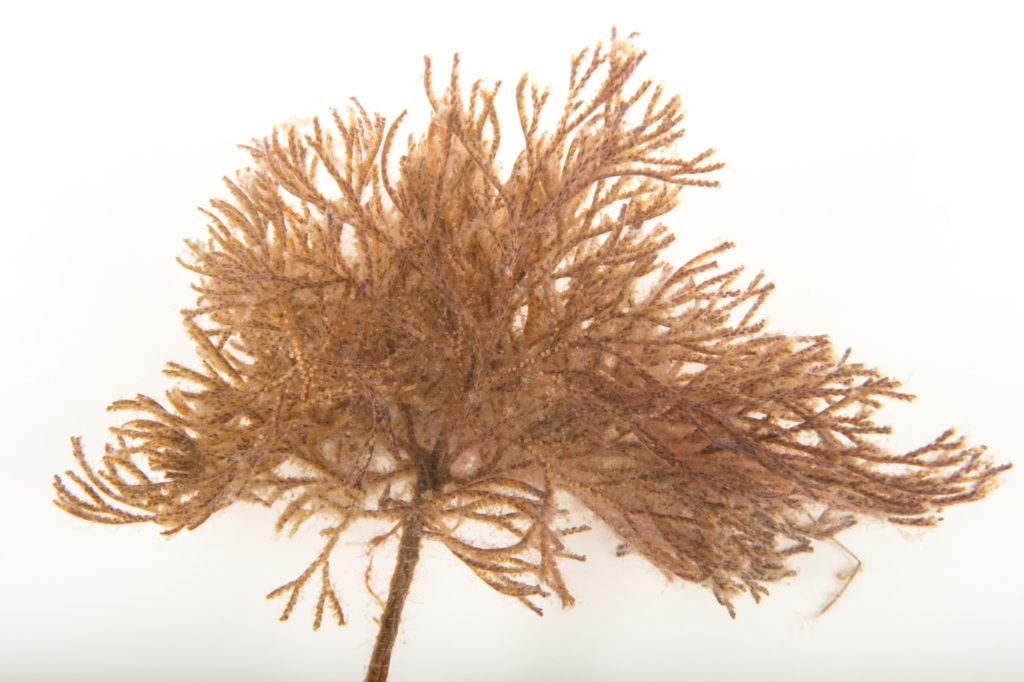 Bryozoa (Ectoprocta) - Gulf Specimen Marine Lab