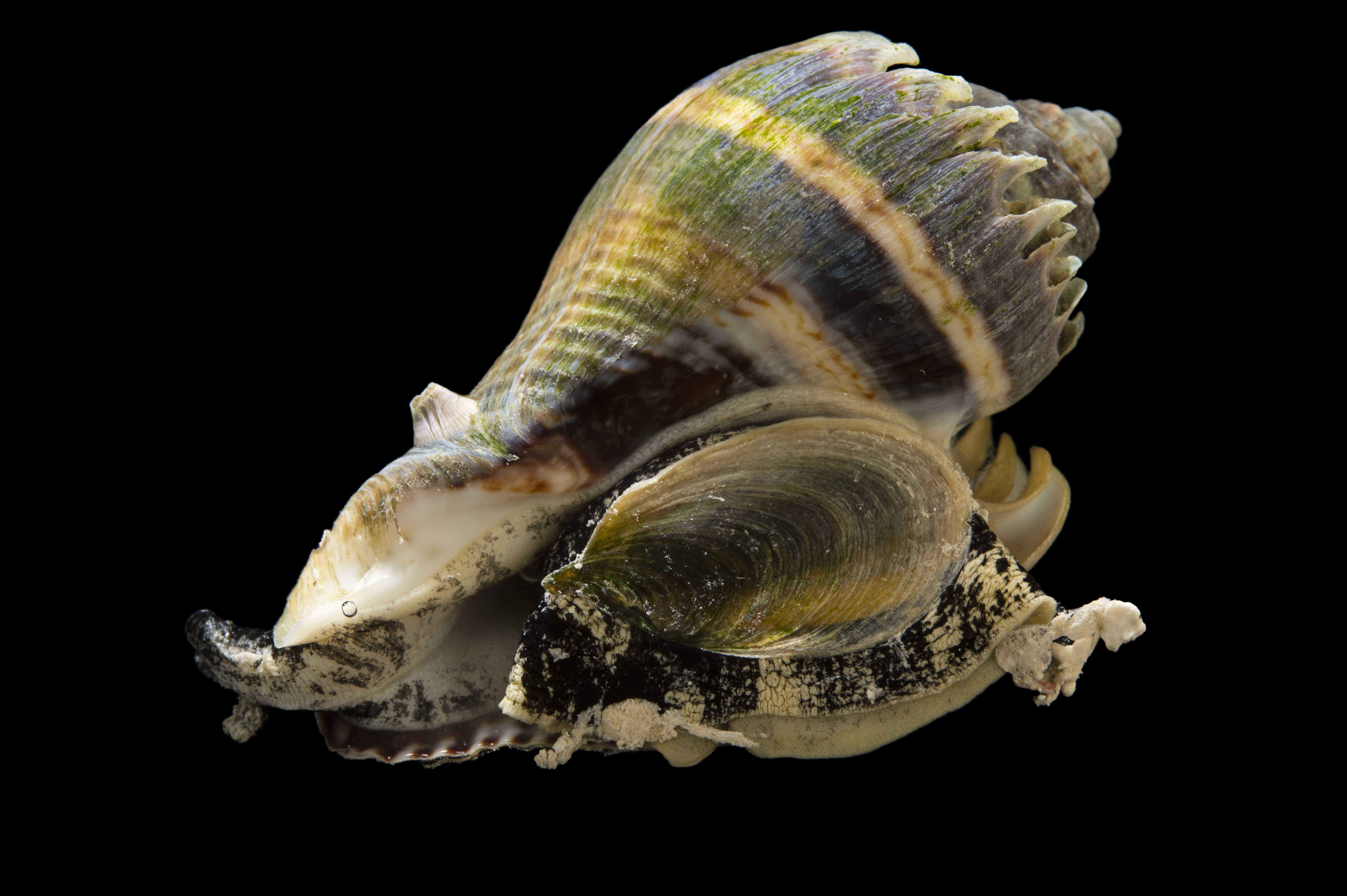 Snails, Whelks, Conchs - Gulf Specimen Marine Lab