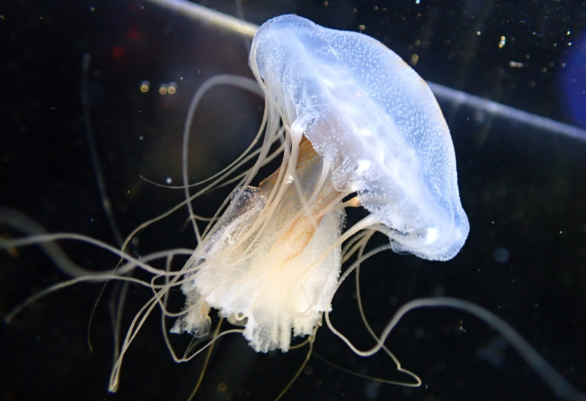Jellyfish Gulf Specimen Marine Lab Micro Blogs