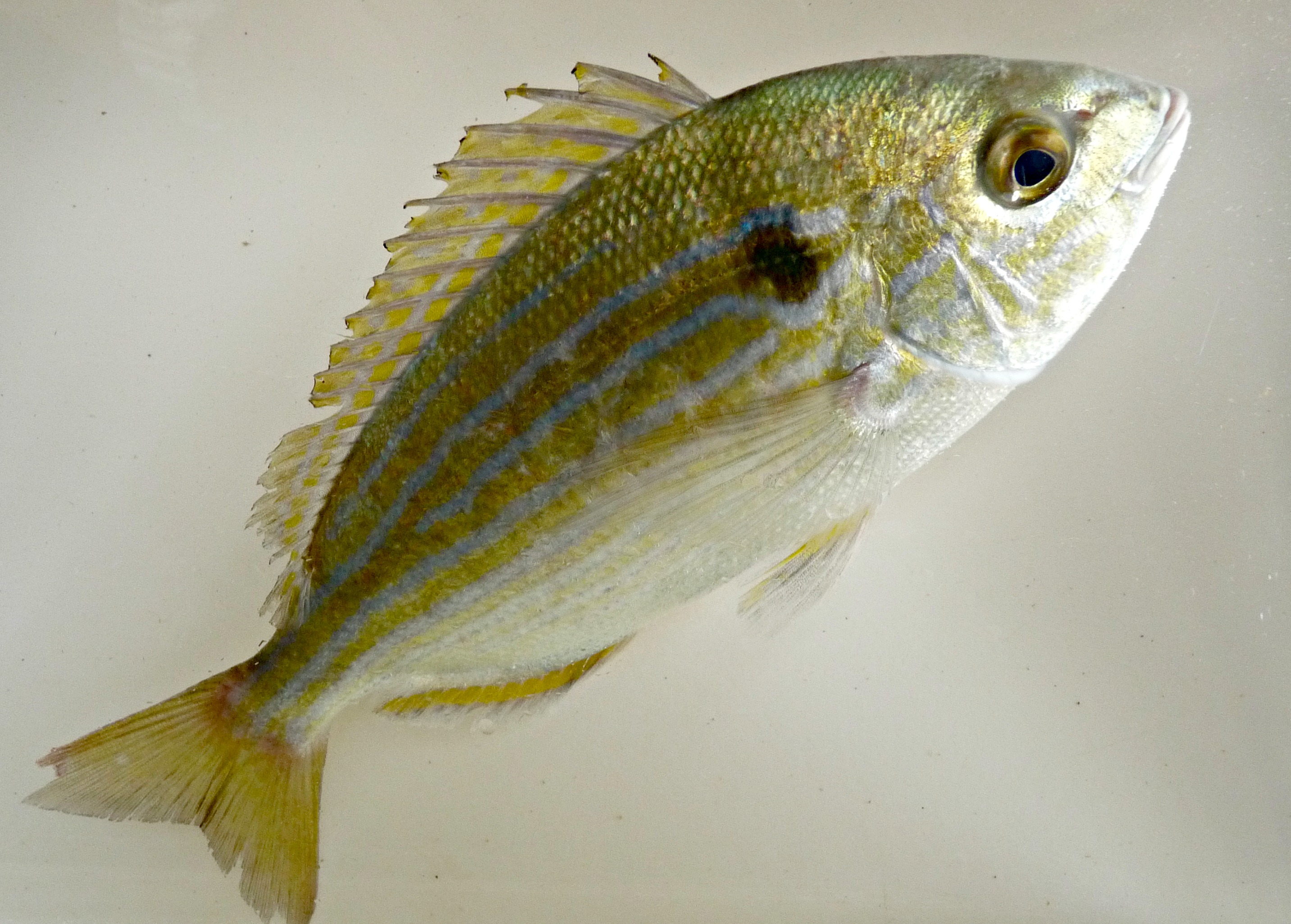 Pinfish - Gulf Specimen Marine Lab