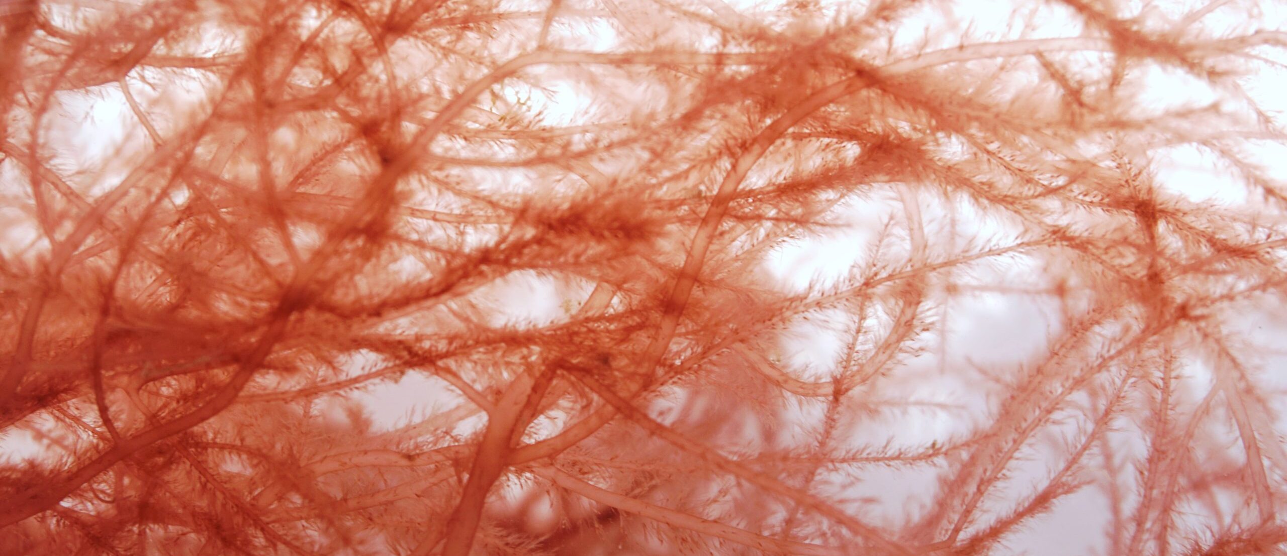 Красные водоросли клетки