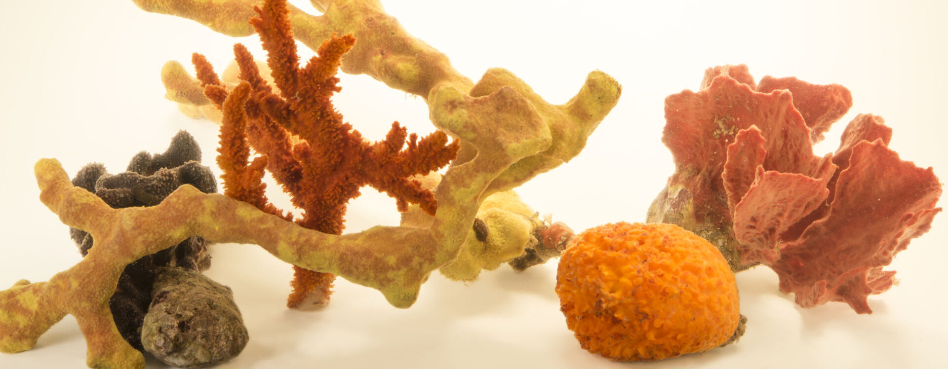 Porifera / Sponges - Gulf Specimen Marine Lab