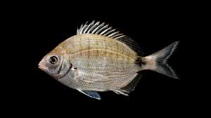 spottail pinfish diplodus argenteus ncfishes searchbar