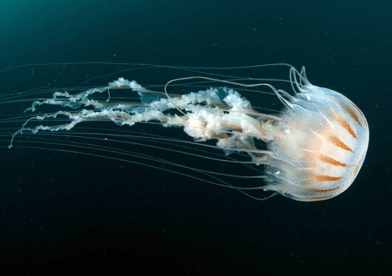 jellyfish-gulf-specimen-marine-lab