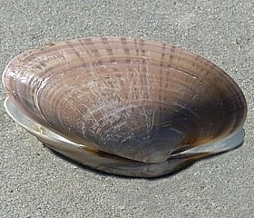 Bivalves - Gulf Specimen Marine Lab