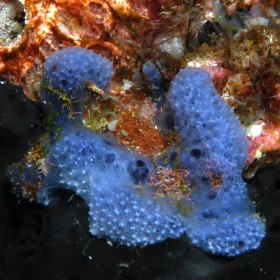 blue sponge
