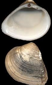 brackish marsh clam