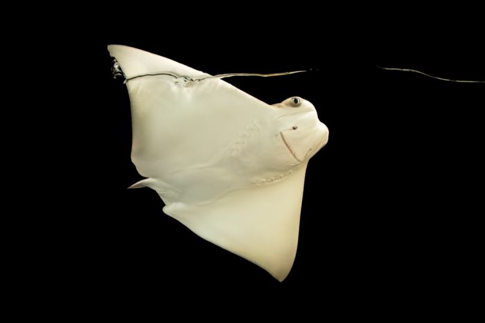 cownose ray plush