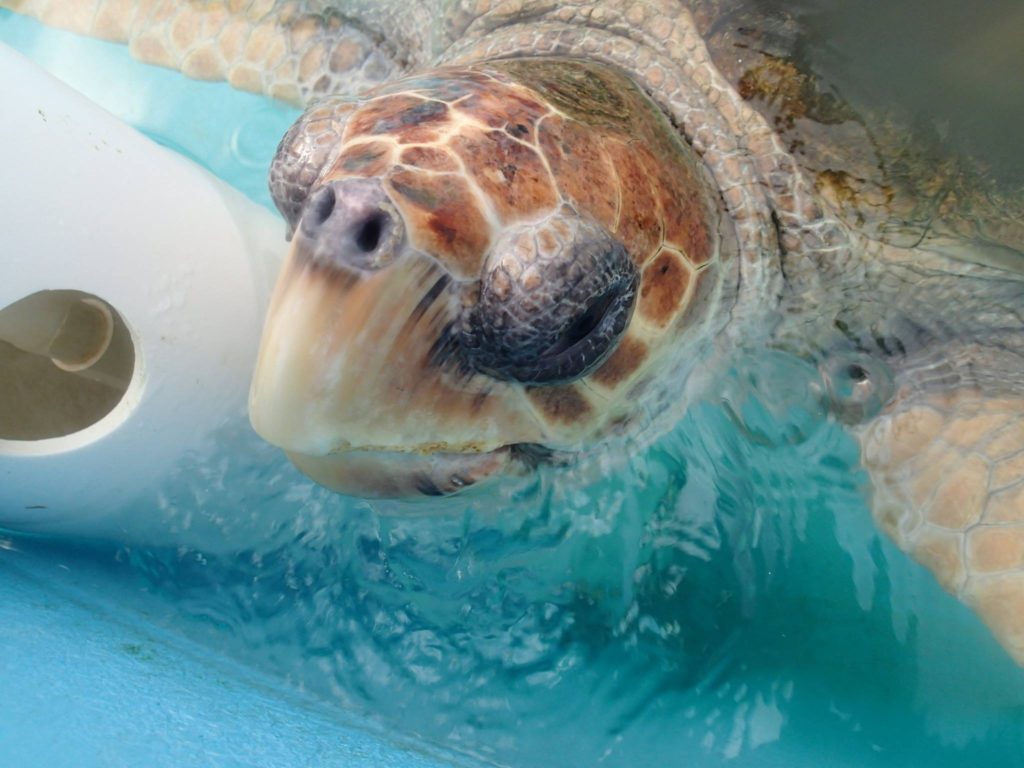 Sea Turtle Program - Gulf Specimen Marine Lab