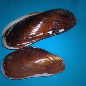 mussel
