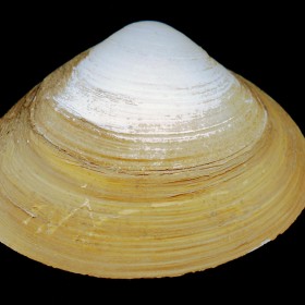 surf clam