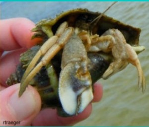 white flat clawed hermit crab » Gulf Specimen Marine Lab