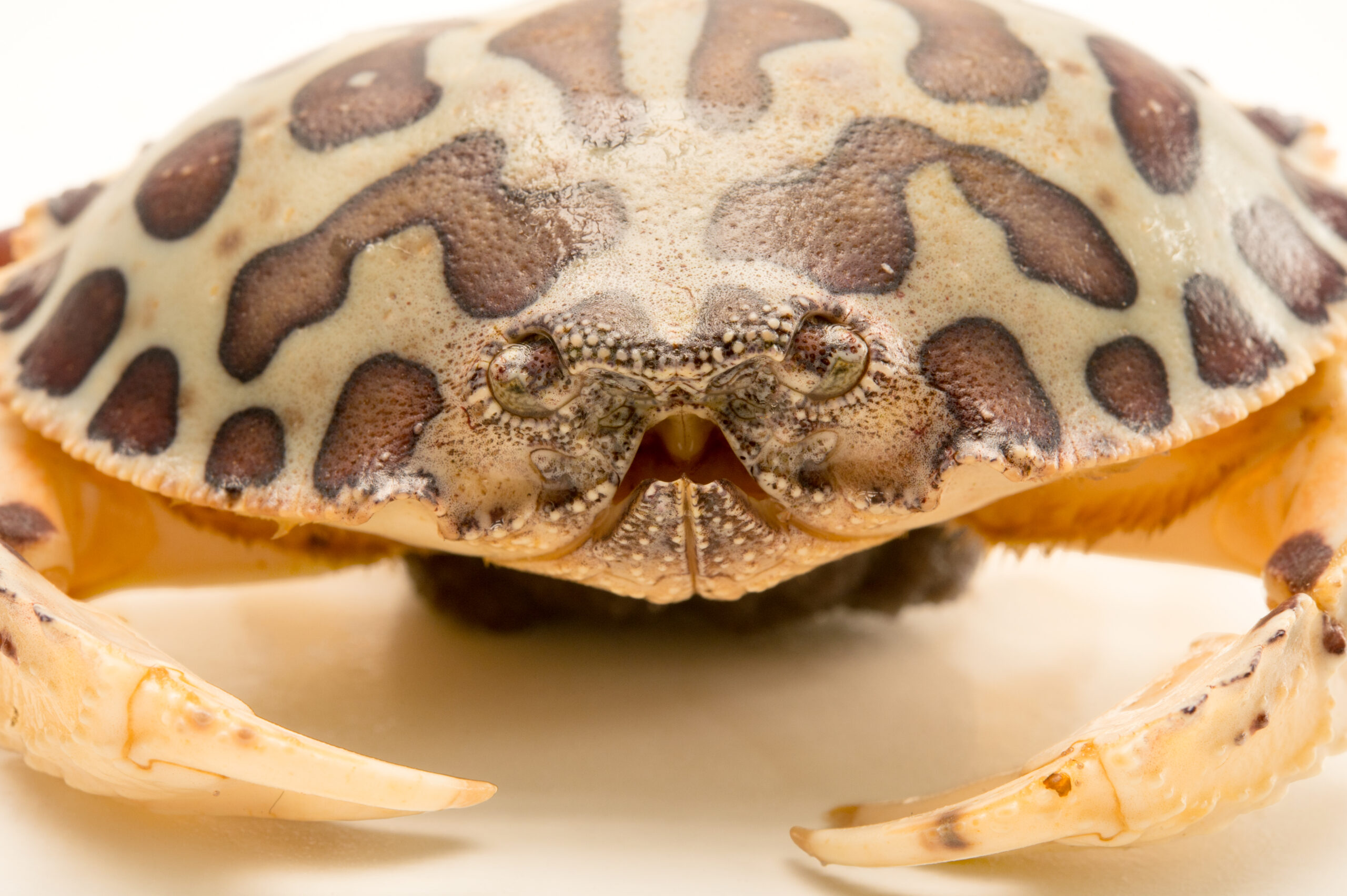 Calico crab (Hepatus epheliticus) at Gulf Specimen Marine Lab and Aquarium.  - Gulf Specimen Marine Lab