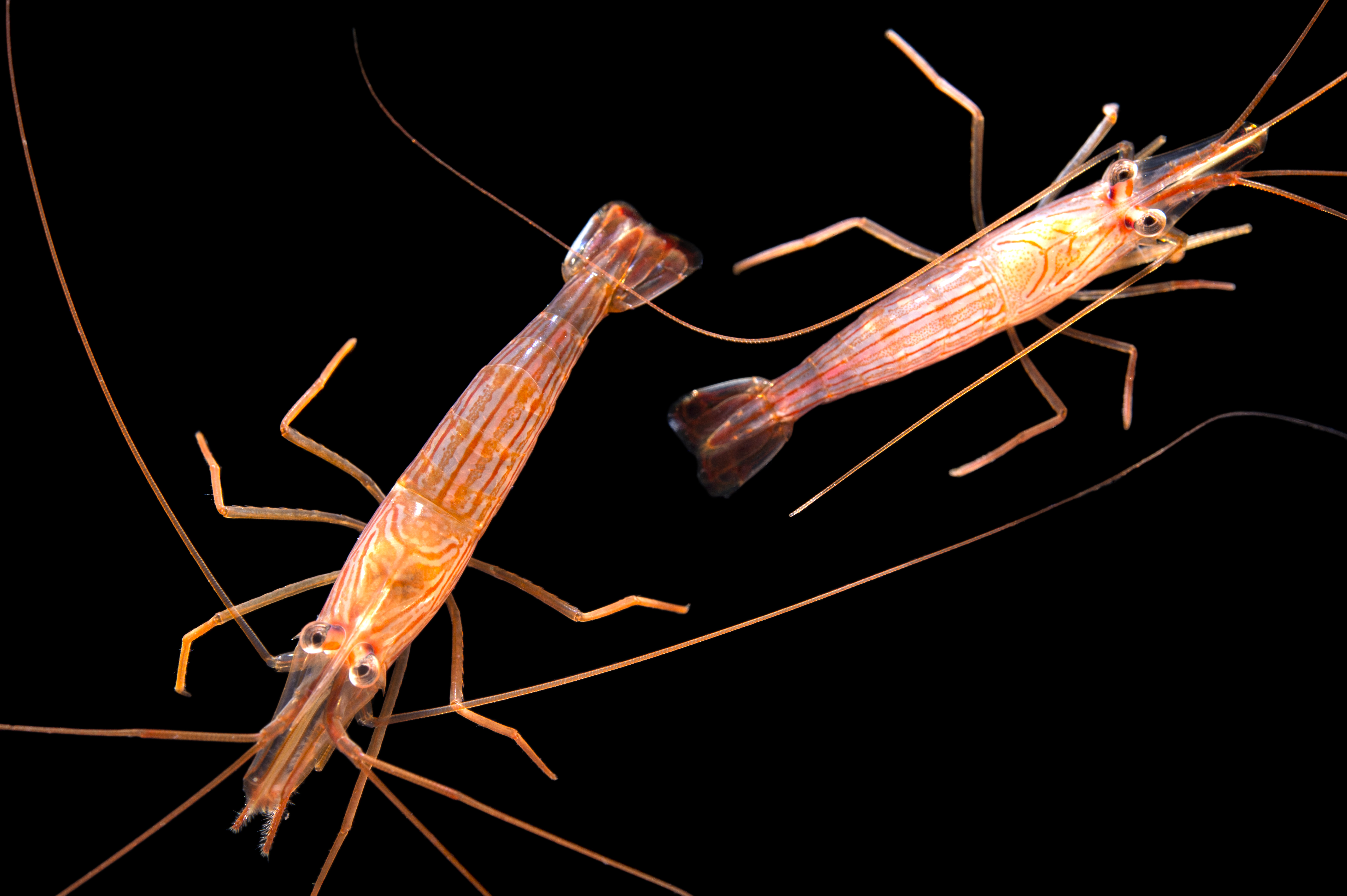 types of peppermint shrimp