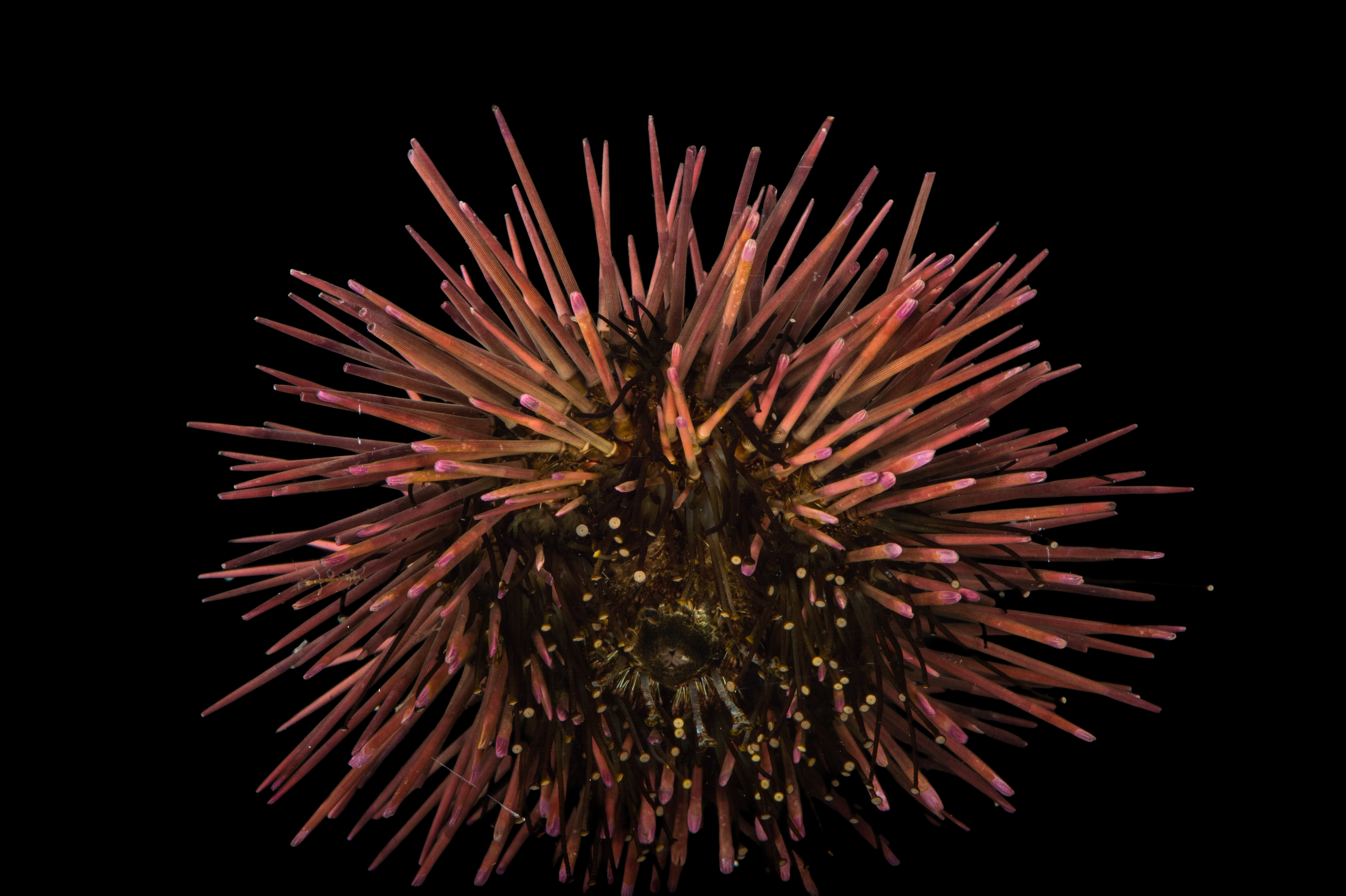 Sea Urchins - Gulf Specimen Marine Lab