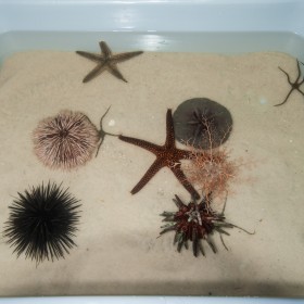 6Pcs Marine Animal Fossils Specimens Collection School Biology Teaching Aids 