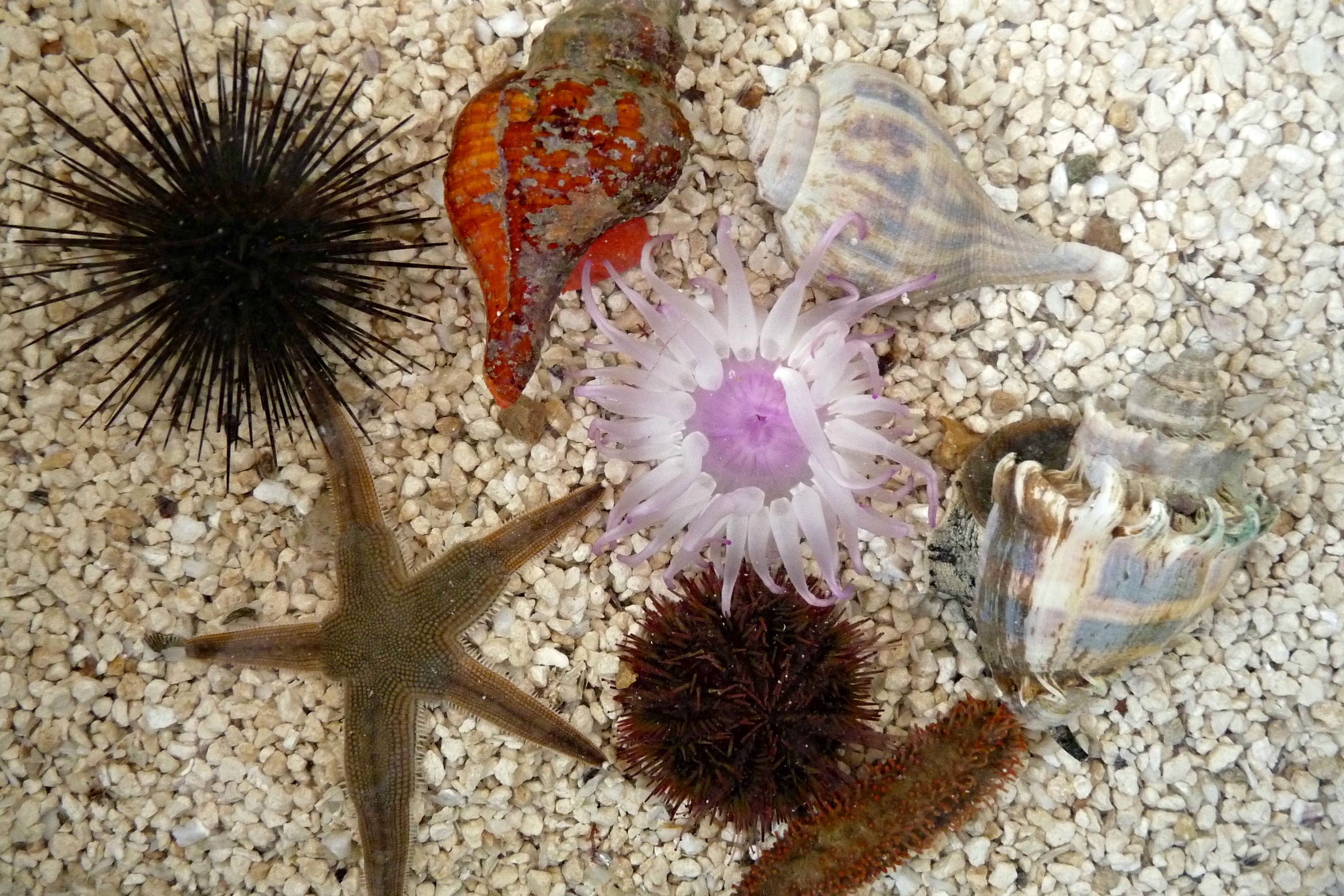 Porifera / Sponges - Gulf Specimen Marine Lab