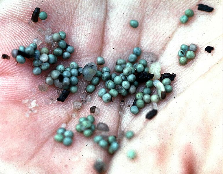 Horseshoe Crab Molts