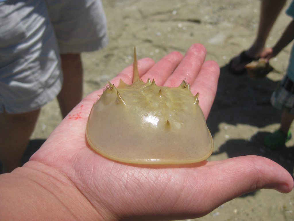 Man holds horseshoe crab moly on his palm