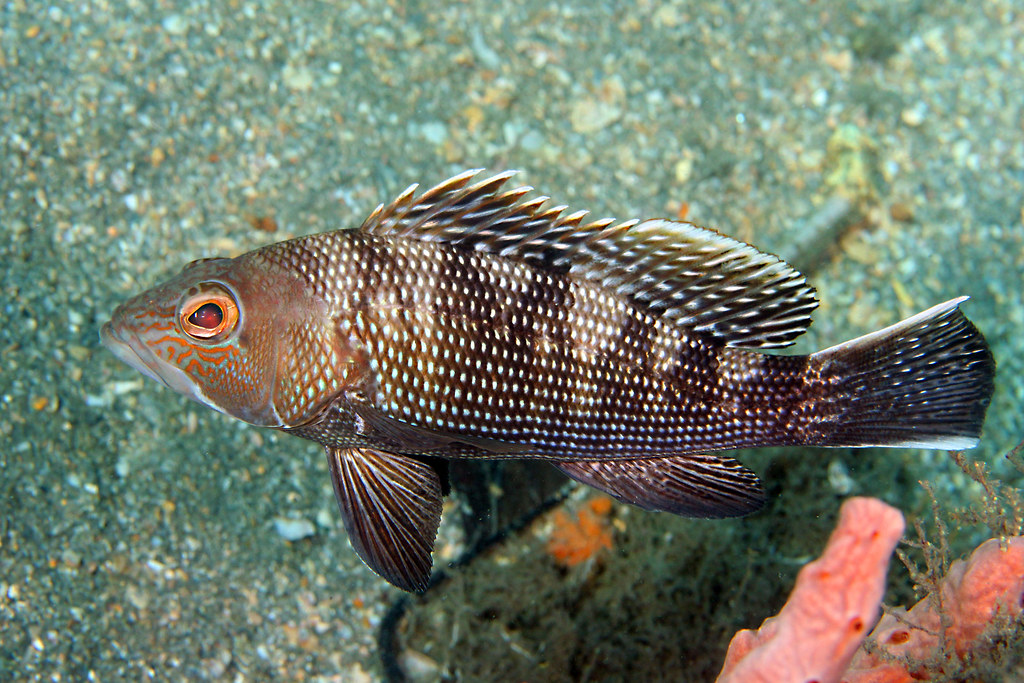 Black Sea Bass Gulf Specimen Marine Lab