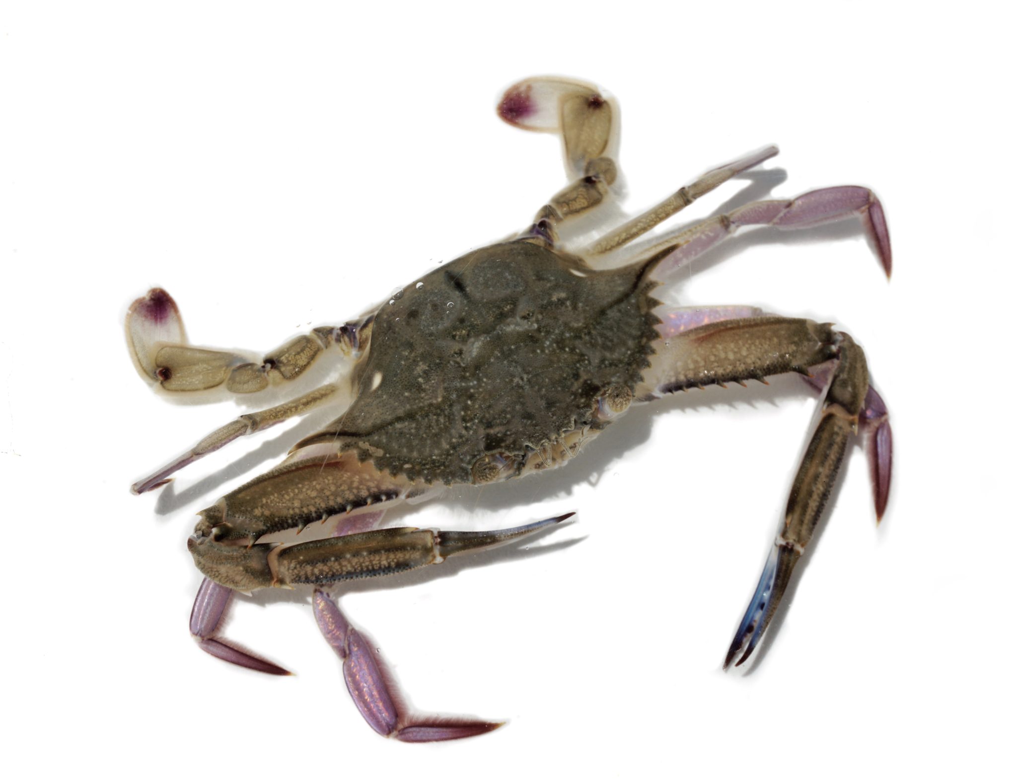 True Crabs - Gulf Specimen Marine Lab