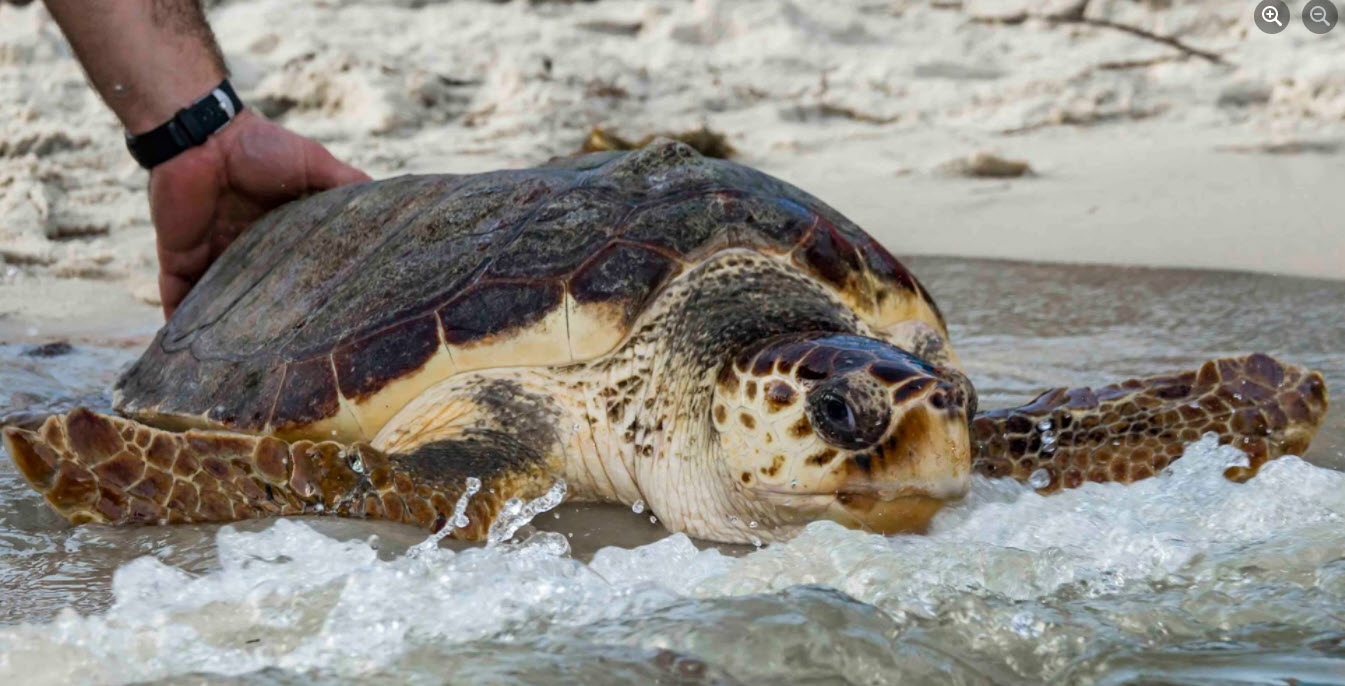 Sea Turtle Program - Gulf Specimen Marine Lab