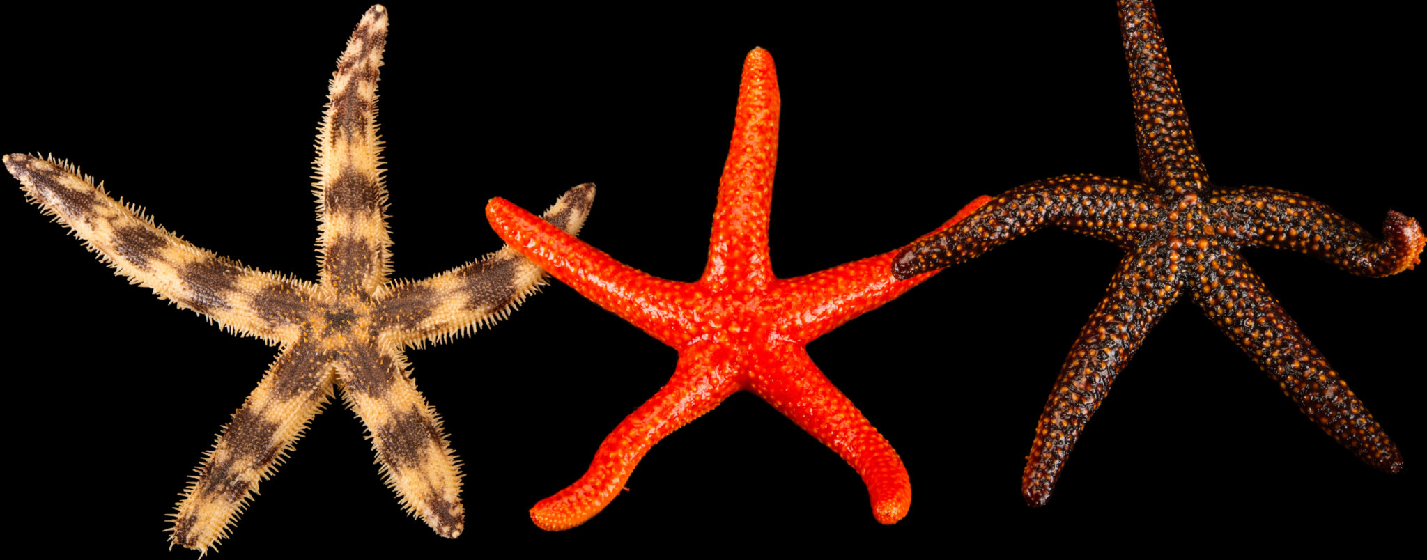 Echinodermata