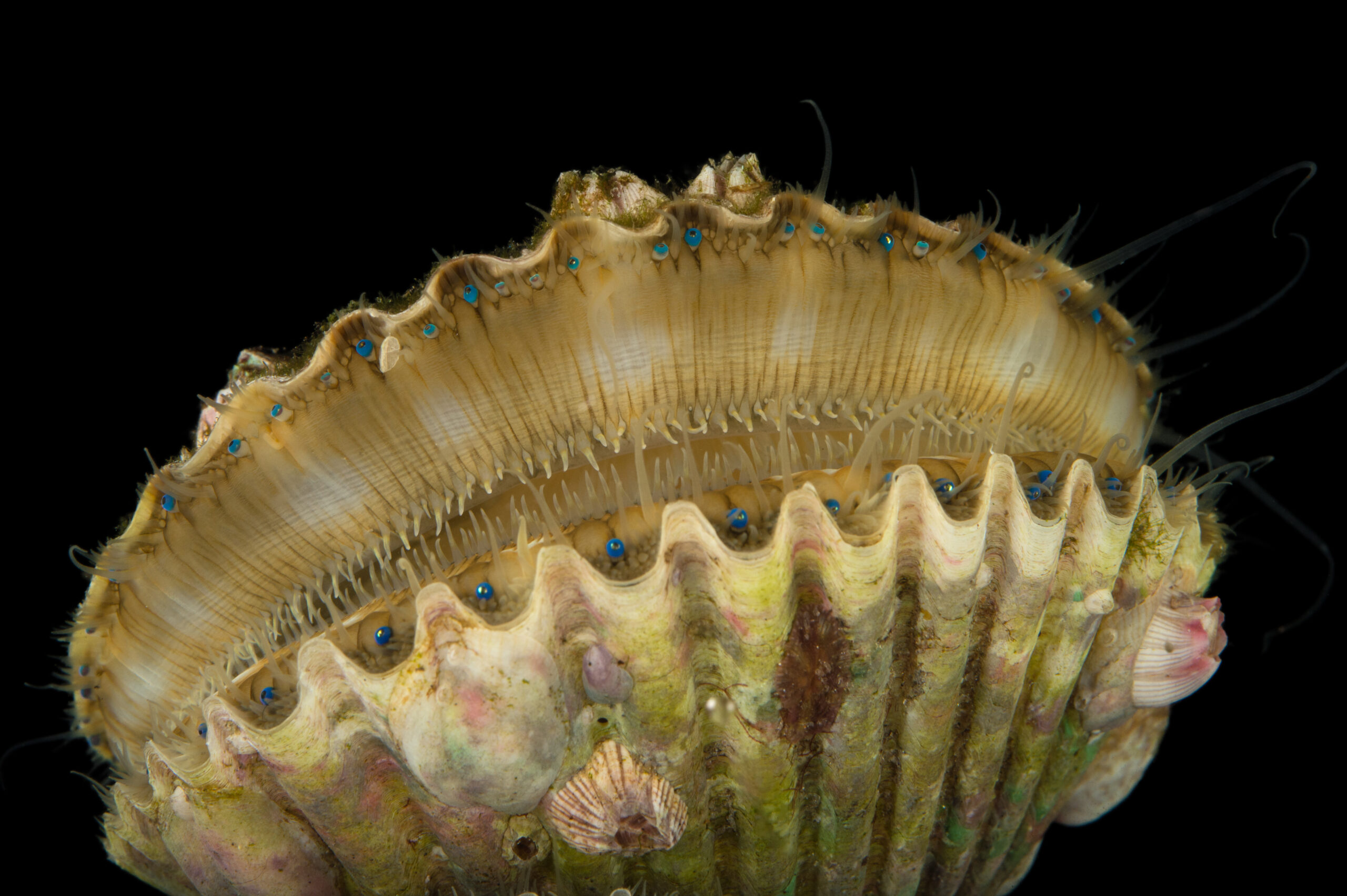 30 Rare Miniature Florida Atlantic Bay Scallop Seashells, Argopecten  irradians, Approx .25-1, Hand Polished