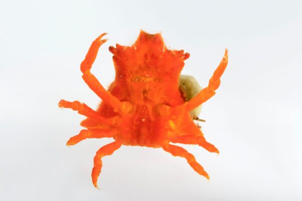 Ar-1595 DECORATOR CRAB, Mithrax pleuracanthus