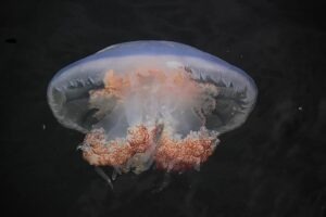 Jellyfish MANG - Women's - LS - XL / Seagrass