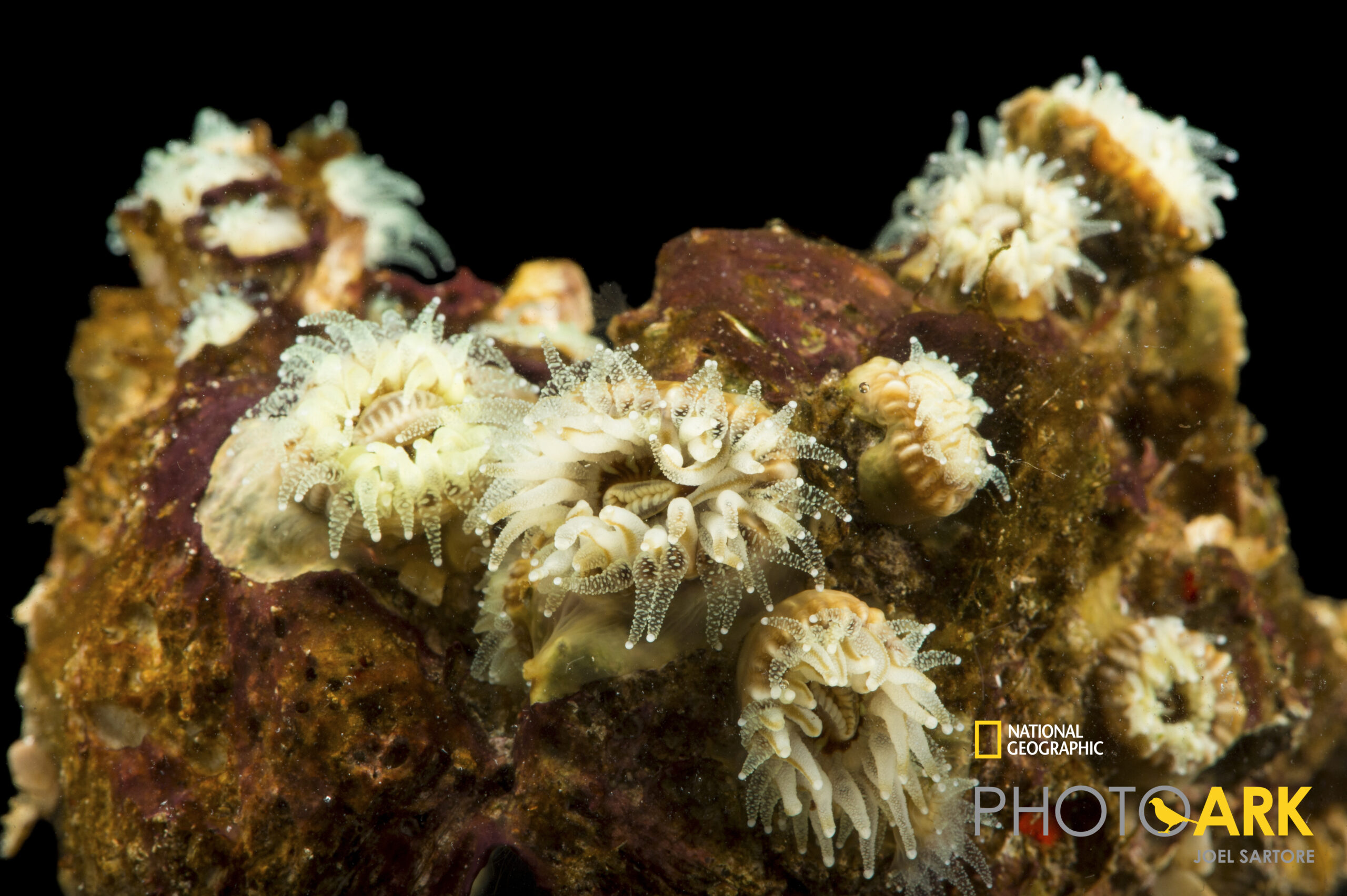 Rosebud coral (Phyllangia americana) at Gulf Specimen in Panacea, FL.
