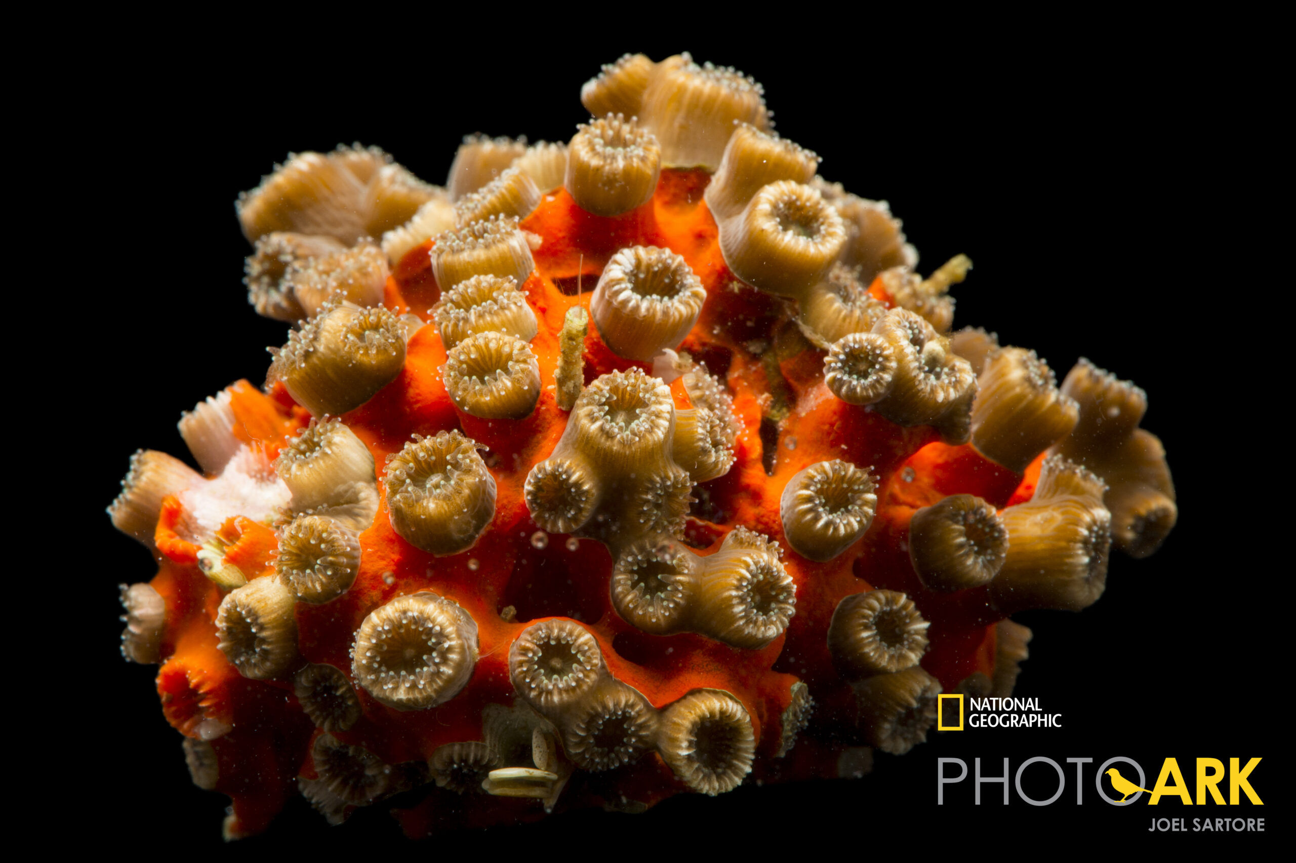 Red shell coral (Cladocora arbuscula) at Gulf Specimen in Panacea, FL.