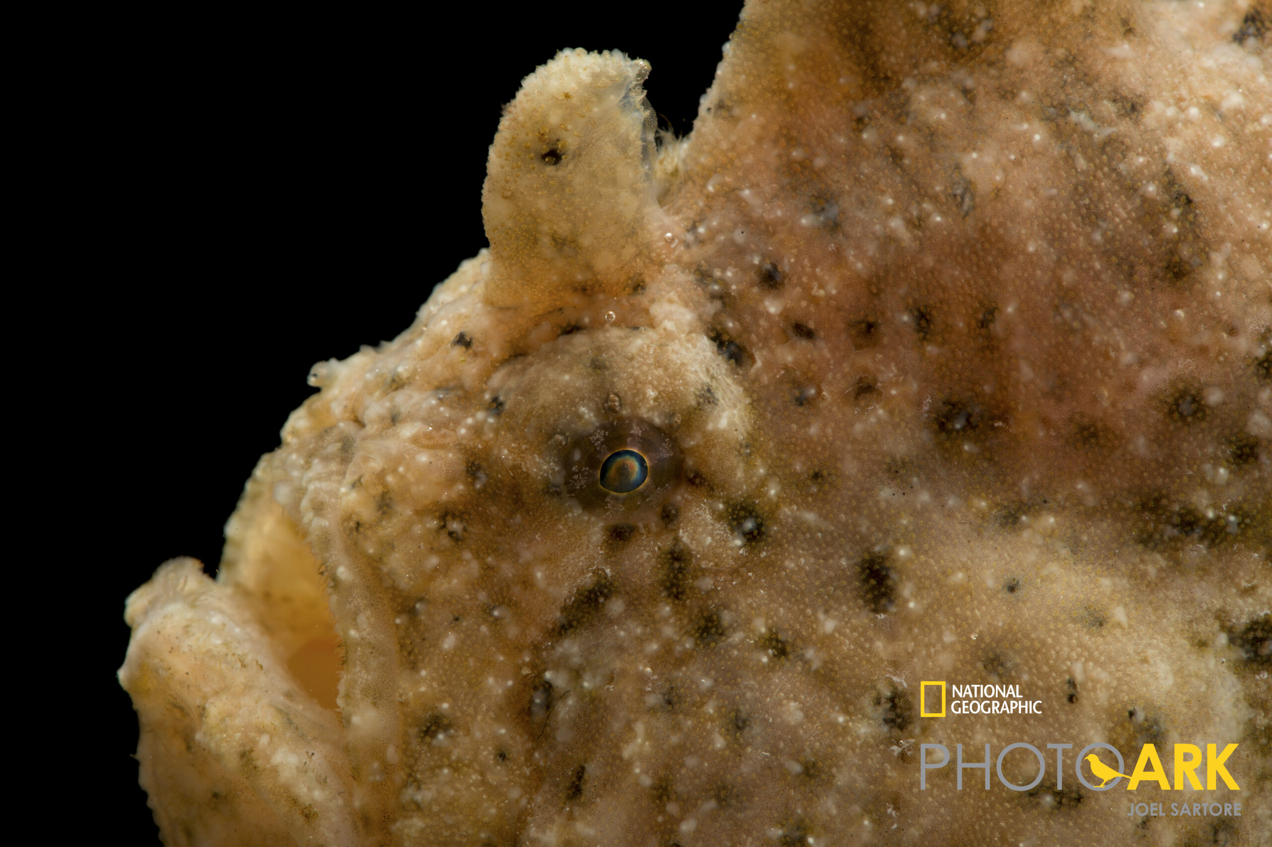 Ocellated frogfish (Antennarius ocellatus) at Gulf Specimen in Panacea, FL.
