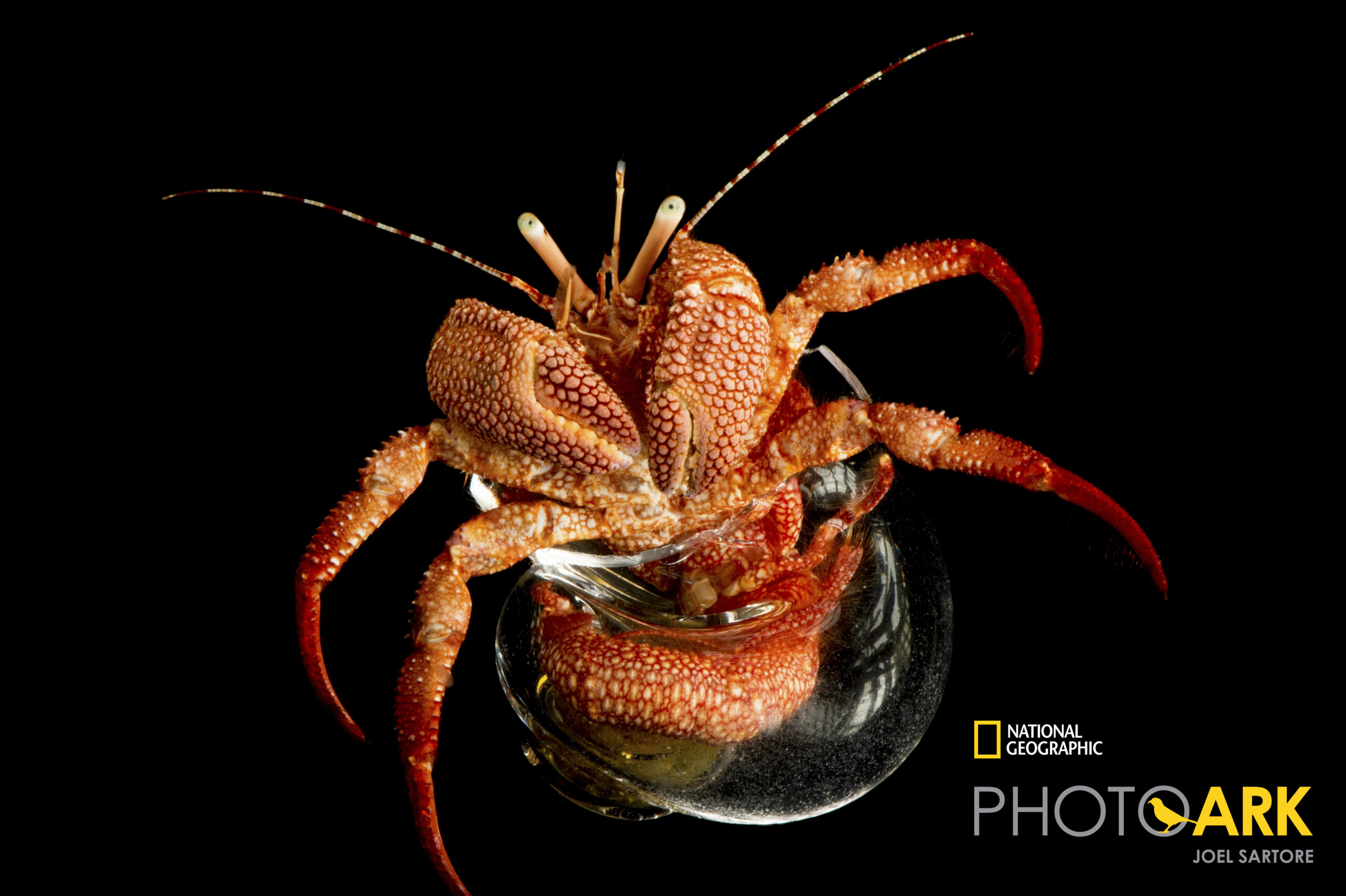 Giant red hermit crab (Petrochirus diogenes) in a manade glass shell at Gulf Specimen in Panacea, FL.